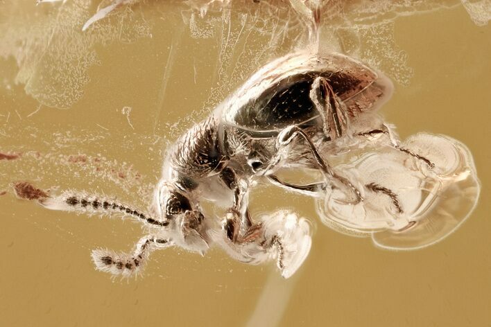Fossil Ant-Like Stone Beetle (Scydmaeninae) in Baltic Amber #284719